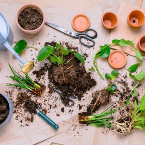 Plant Propagation: Saturday 4th April
