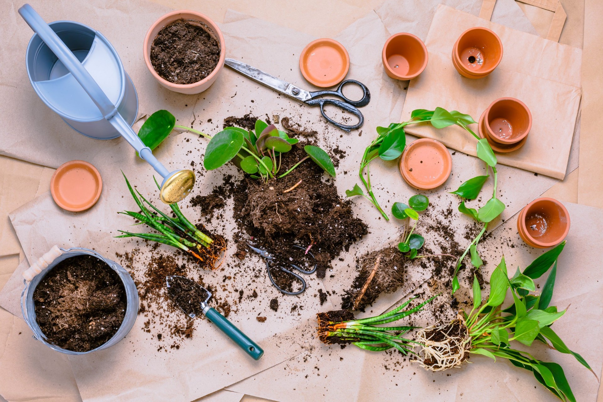 Plant Propagation: Saturday 4th April