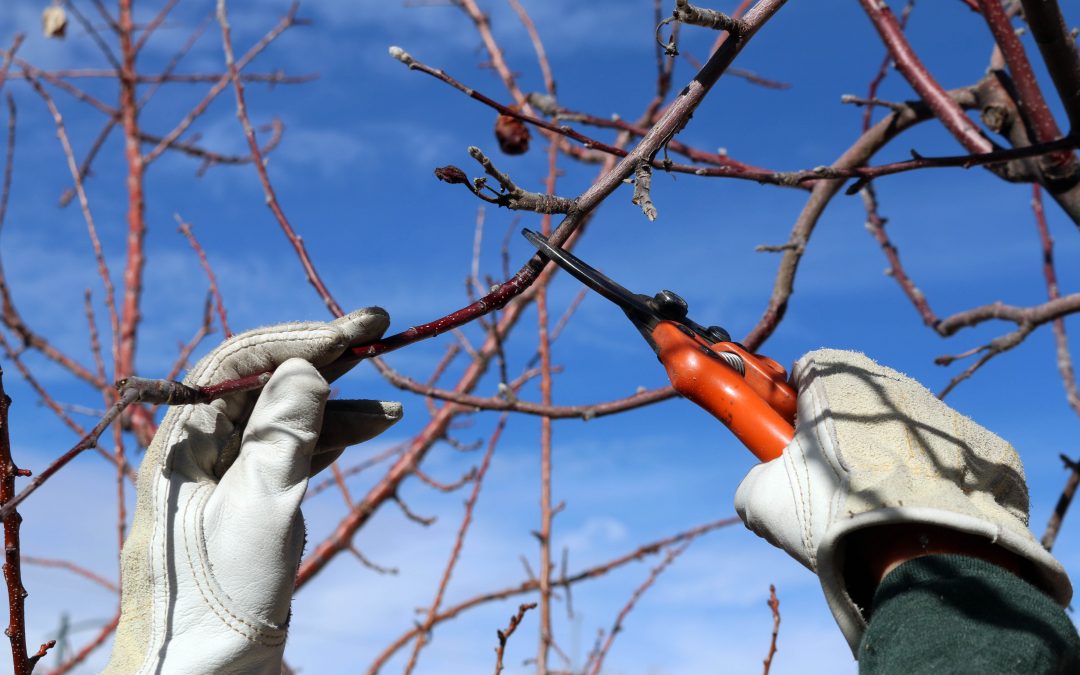Fruit Pruning: Wednesday 25th February