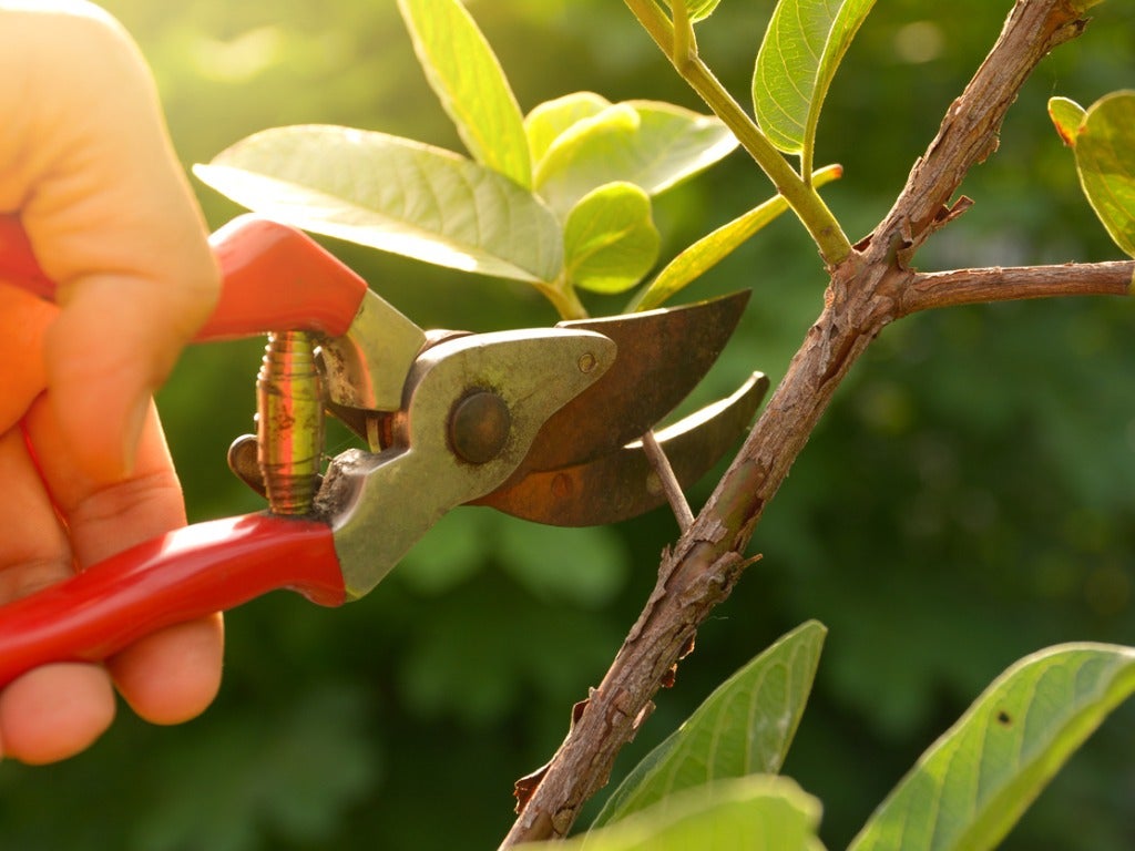 General Pruning: Thursday 19th February
